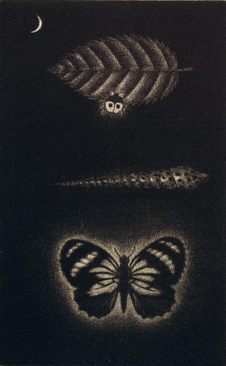 Product Image - Leaf, shell, butterfly<BR>Year: 1975<BR>